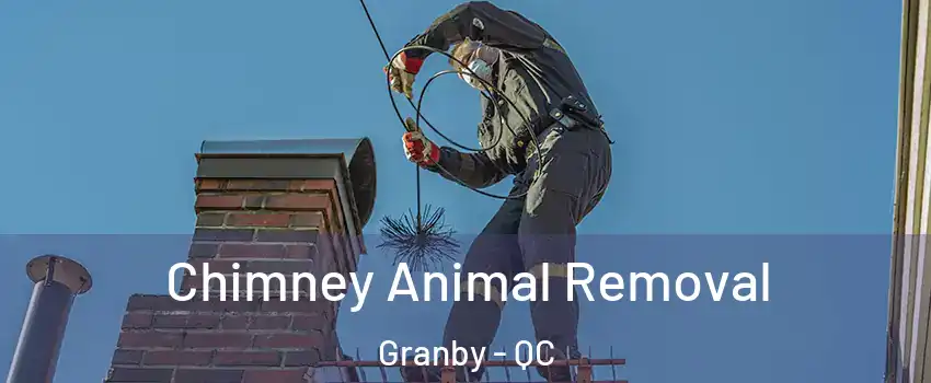 Chimney Animal Removal Granby - QC