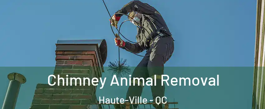 Chimney Animal Removal Haute-Ville - QC