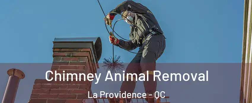 Chimney Animal Removal La Providence - QC