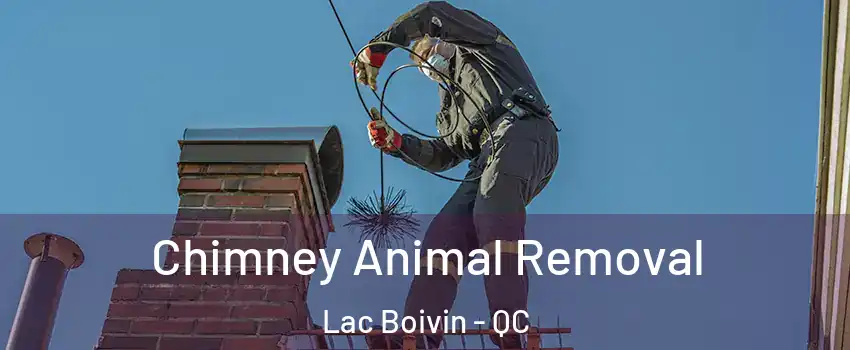 Chimney Animal Removal Lac Boivin - QC