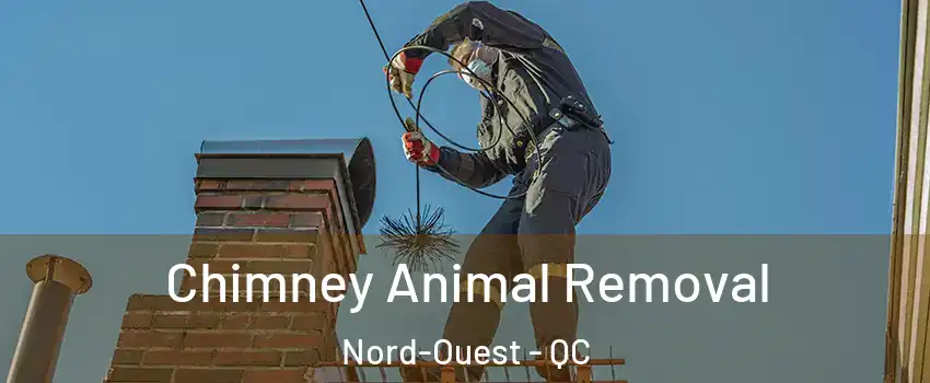 Chimney Animal Removal Nord-Ouest - QC
