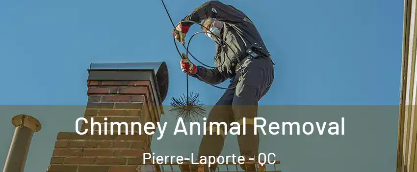 Chimney Animal Removal Pierre-Laporte - QC