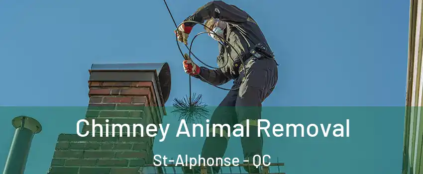 Chimney Animal Removal St-Alphonse - QC