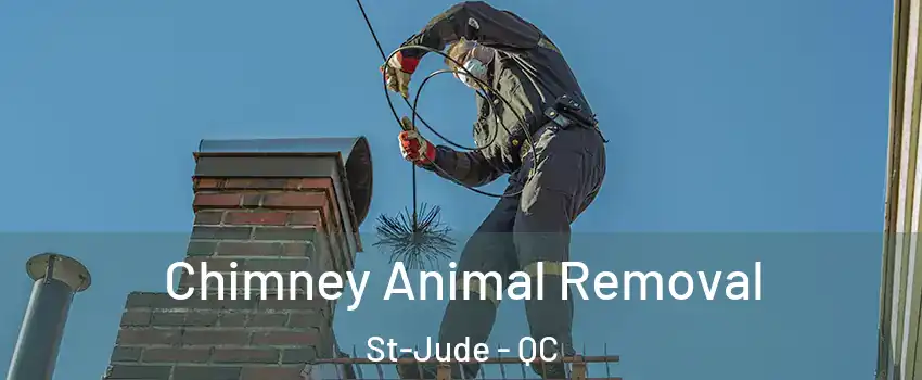 Chimney Animal Removal St-Jude - QC